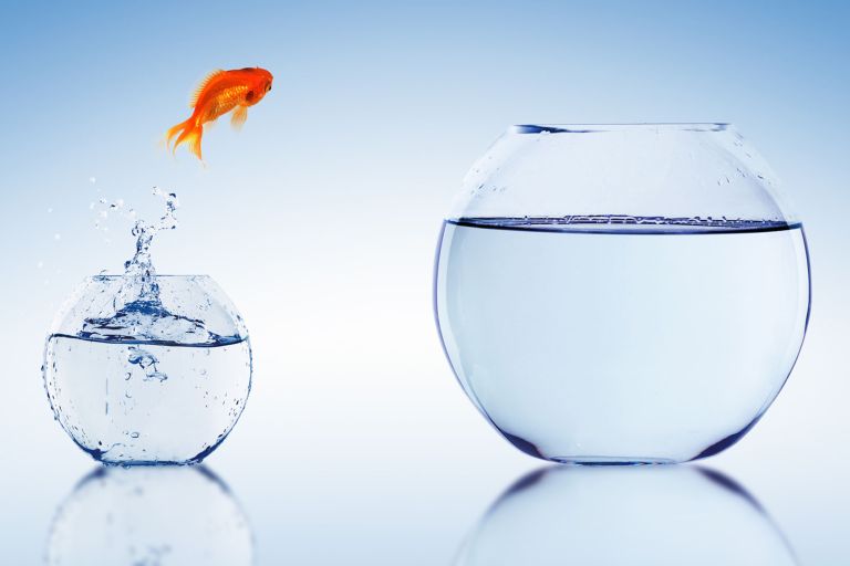 Goldfisch im Glas - supply chain - develogment